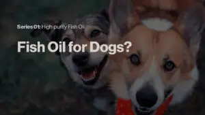 fish oil for dogs